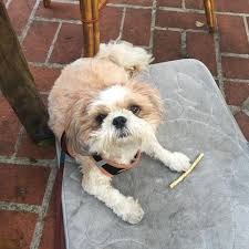 Come beat the heat with a blackberry bliss smoothie #smoothie #miraclemile #losangelesfood #coffeeshop. It S A Dog Day Morning Afternoon Night In La Restaurants Discover Los Angeles