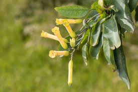 Image result for Nicotiana glauca