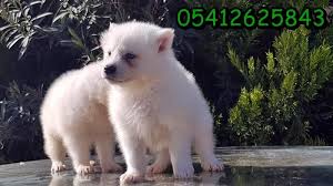Samoyed Fiyati Samoyed Samoyed Yavrusu Kopek
