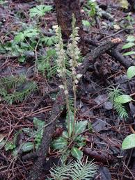 Image result for Goodyera afzelii