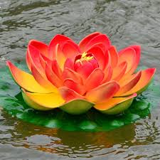Lotus flower, lotus flowers,red lotus flower,lotus flower image,picture of lotus. Lotus Flower In The Pond Today I Want To Take The Reader S By Sam Ikkurty Medium