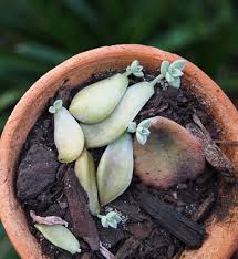 Scarpe da sposa non sposa <3. Talee Di Piante Grasse Come E Quando Farle Passione In Verde