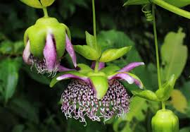 Image result for Passifloraceae