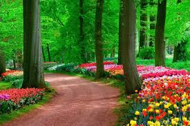Fototapete Tulips Spring Landscape Blueback 7 Bahnen 350 X 260 Cm In 2020 Landschaftsbilder Landschafts Tapete Hintergrundbilder Natur