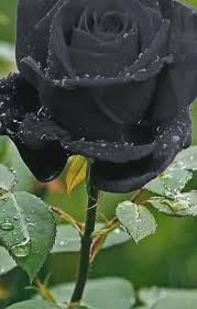 Black Rose Flowers Meaning Blackroses Rosesmeaning In 2020 Black Rose Flower Black Rose Rose
