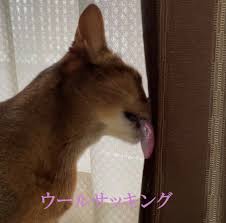 ウール サッ キング 猫