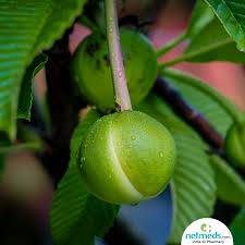 We bring you the goodness of 5 types of tropical fruits easily found on malaysia's yellow pages is a platform helping malaysians discover and experience all things local since 2000. Chalta Elephant Apple Surprising Health Benefits Of This Exotic Indian Fruit