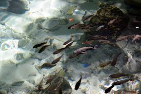 Mar 15, 2021 · april 22, 2021. Fish In The Blue Lagoon Dominican Republic 16 09 16 Flickr