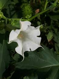 Image result for Datura stramonium