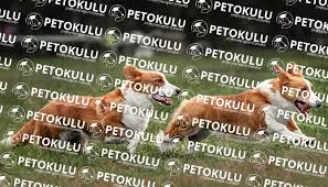Pembroke Welsh Corgi Kopek Cinsi Egitimi Pet Okulu