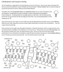In this biology worksheet, 9th graders describe what osmosis is and how it explains the fact tat a watery syrup forms when you put sugar on strawberries. Cell Membrane And Transport Coloring Key By Biologycorner Tpt