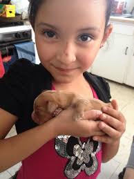 50 pics of dogs as puppies and all grown up (link in the comments))