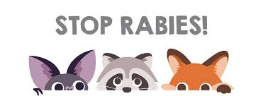 Image result for Rabies
