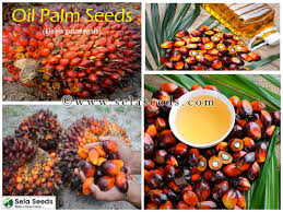 Image result for Elaeis