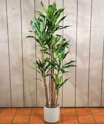 Image result for Dracaena fragrans
