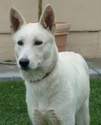 Adopt White German Shepherd Puppies Dogs Savearescue Org