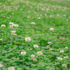 We did not find results for: Bulk White Dutch Clover Seeds Trifolium Repens