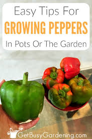 I'd prefer to keep any solution organic and i've just applied a treatment of dr. How To Grow Peppers The Ultimate Guide Get Busy Gardening