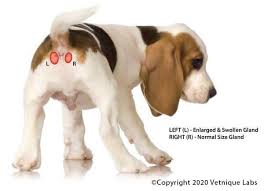 Maybe you would like to learn more about one of these? Dog Smells Like Fish When Scared Bad Stinks If Stressed