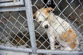 Cão deprimido recebe 2ª chance de ser feliz ao ser adotado após anos vivendo nas ruas