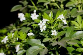 Sometimes called mexican mock orange. Choisya Ternata Mexican Orange Mock Orange Aromatische Immergruner Strauch Mit Dreiblattrigen Blattern Und Weissen Bluten In Trauben Lizenzfreie Fotos Bilder Und Stock Fotografie Image 65358899
