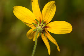 Image result for Bidens schimperi