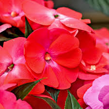 Image result for Impatiens apiculata