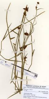 Image result for Fuirena stricta