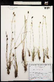 Image result for Xyris obscura