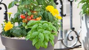 Arrosez abondamment afin que le compost adhère bien à la motte de terre du plant. Planter Des Tomates Cerises En Pot Comment Faire Cote Maison