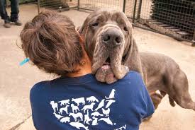 Maybe you would like to learn more about one of these? Breaking News Jury Finds New Hampshire Great Dane Breeder Guilty Of Animal Cruelty A Humane World