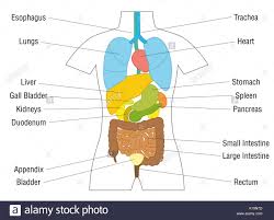 Internal Organs Chart Schematic Anatomy Diagram With