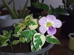 Image result for Asystasia vogeliana