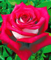 The site owner hides the web page description. Edel Rose Monica Bellucci Meimonkeur Von Baldur Garten Auf Blumen De Kaufen