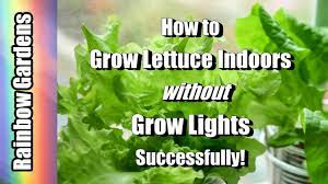 In a few days, the stump will begin to grow new leaves. How To Grow Lettuce Herbs Indoors Without Grow Lights Youtube