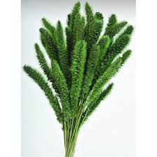 Image result for Setaria kagerensis