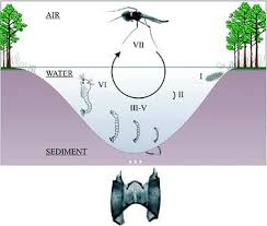 The company is fully licensed, bonded and offers it's customers guaranteed services. Climate And Lacustrine Ecosystems Springerlink