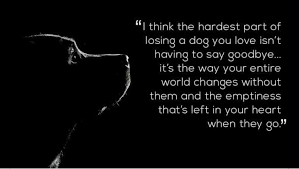 Pin By Kasey Ortiz On Fur Friends Pet Quotes Dog Losing A Dog Dog Quotes