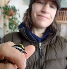 The golden-crowned kinglet