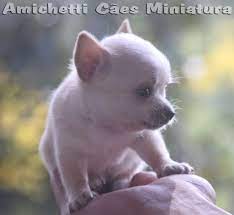 Petclube Filhotes Caes Bully Gatos Gigantes Criadores Ecologicamente Corretos Chihuahuas Micro Pequenos Com Cabeca De Maca