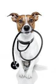 Medical Doctor Dog Photographic Print Javier Brosch Art Com In 2020 Pet Poison Dog Doctor Mites On Dogs