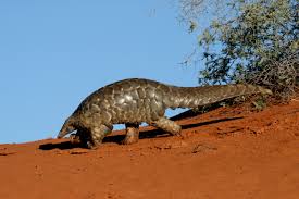 Pangolins can reach 3.2 feet in length and weight of nearly 40 pounds. Pangolins The Multimillion Dollar Mammal China Dialogue
