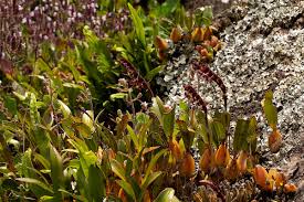 Image result for Bulbophyllum sandersonii