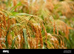 Image result for Panicum miliaceum