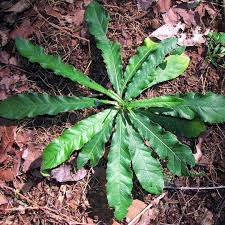 Image result for Elephantopus scaber