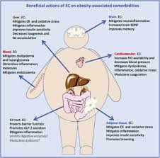 We introduce the concept of comorbidity within mental disorders, and outline the general methods of our research. Epicatechin And The Comorbidities Of Obesity Sciencedirect