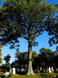 كما يوجد العديد من صور الخلفيات المميزة، والتي تعبر عن حالة الأشجار في ذلك الفصل المميز، والذي يراها البعض من أنواع الصور والخلفيات المميزة، إذ أنها تحمل المشاهد الرومانسية الرائعة، كما أن البعض. ØµÙˆØ± Ø§Ø´Ø¬Ø§Ø± Ø¬Ù…ÙŠÙ„Ø© ÙÙŠ Ø§Ø¬Ø¯Ø¯ Ø®Ù„ÙÙŠØ§Øª ÙˆØ±Ù…Ø²ÙŠØ§Øª Ø´Ø¬Ø± Ù…ÙŠÙƒØ³Ø§ØªÙƒ