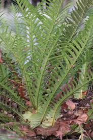 Image result for Drynaria