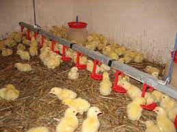 Vital best nutrition ofera spre vanzare pui de o zi din ungaria (gaina, curca, rata, gasca, bibilica), la preturi competitive pe piata de profil. 000 Vand Pui Gaina Curca Bibilica Pasarideexpozitie