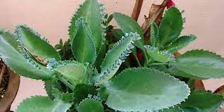 Jenis tanaman hias daun terlengkap untuk indoor dan outdoor. 5 Manfaat Daun Cocor Bebek Untuk Kesehatan Bantu Hilangkan Bekas Jerawat Merdeka Com